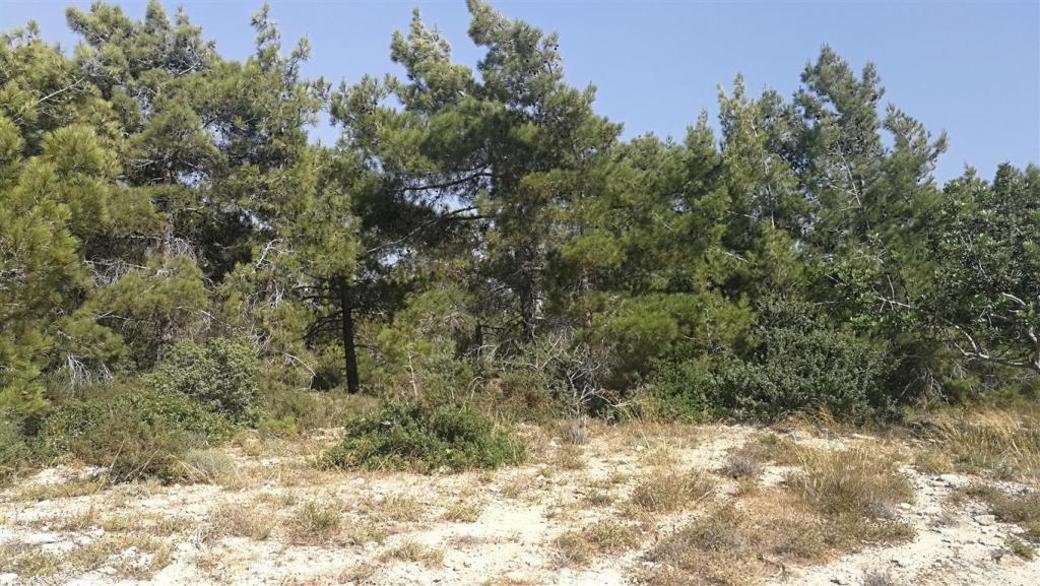 Shared field in Neo Chorio, Paphos — photo 3