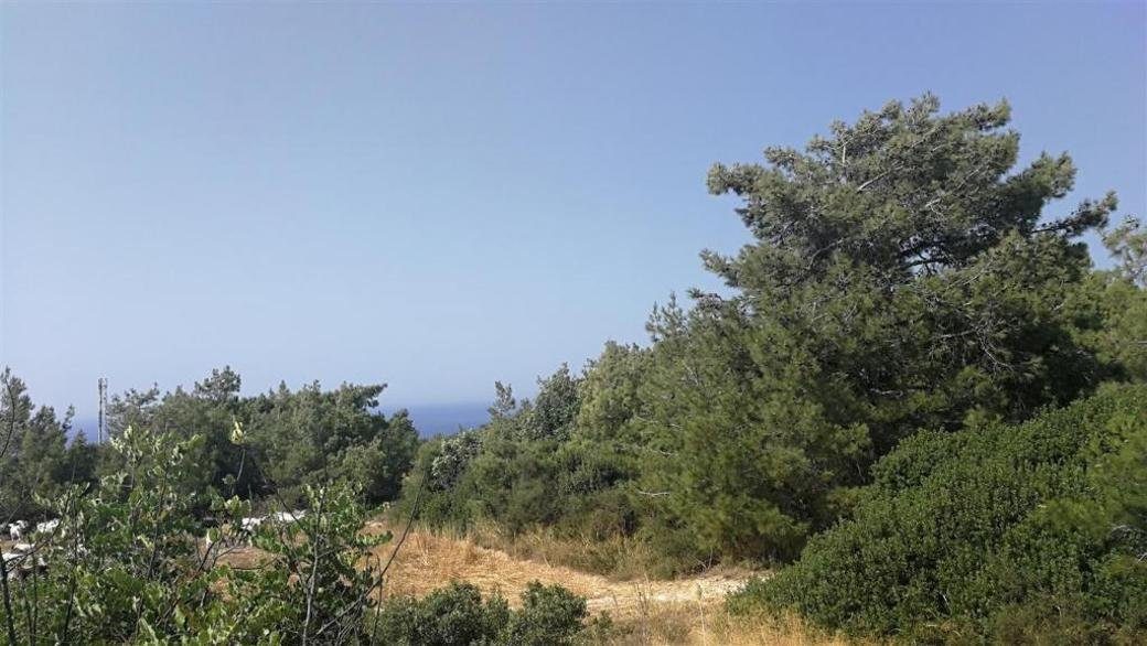 Shared field in Neo Chorio, Paphos — photo 4