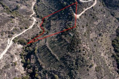 Field in Dora, Limassol thumbnail 3