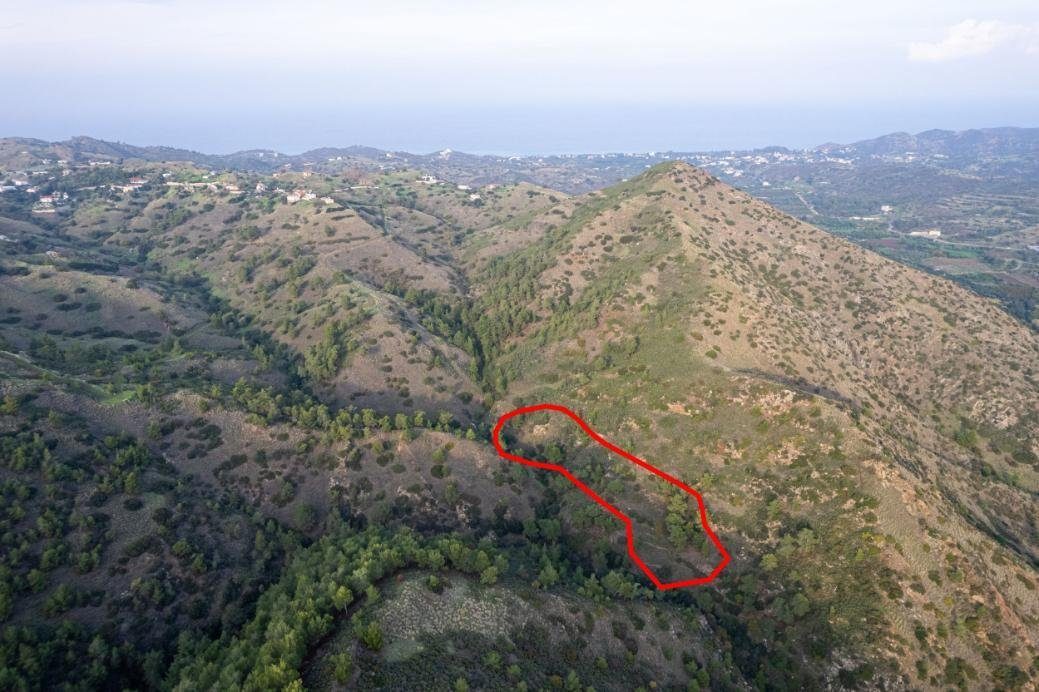 Shared agricultural field in Pigenia, Nicosia